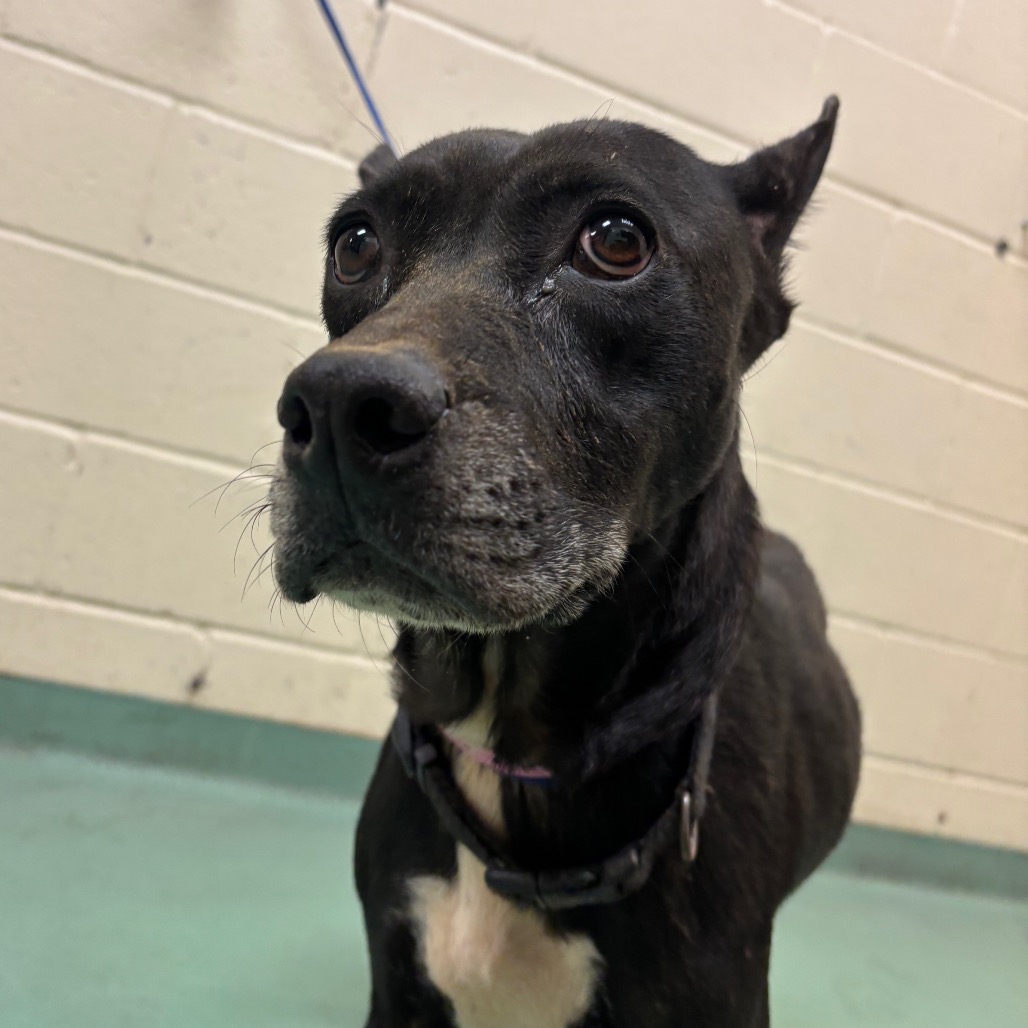 Shelter Stray Female Dog last seen , 2350 Appling City Cove, Memphis, TN 38133, USA