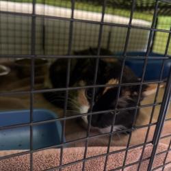 Shelter Stray Unknown Cat last seen , 54687 Co Rd 19, Bristol, IN 46507, USA