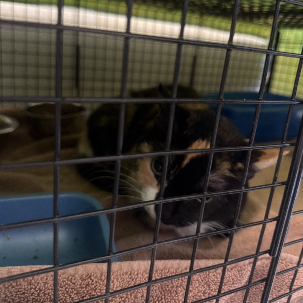 Shelter Stray Unknown Cat last seen , 54687 Co Rd 19, Bristol, IN 46507, USA