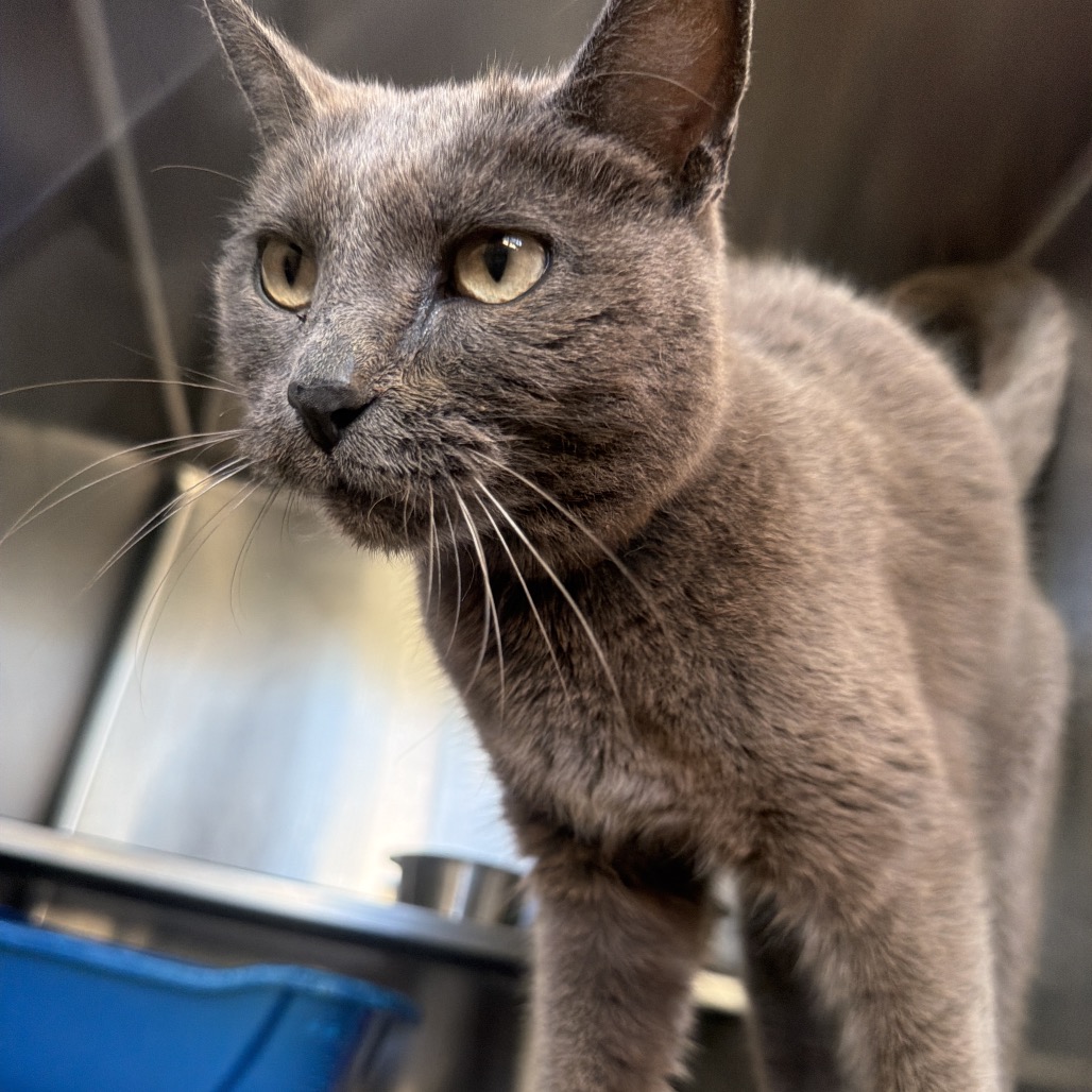 Shelter Stray Female Cat last seen , 54687 Co Rd 19, Bristol, IN 46507, USA