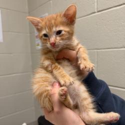 Shelter Stray Male Cat last seen , 54687 Co Rd 19, Bristol, IN 46507, USA