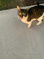 Found/Stray Unknown Cat last seen Widaustin Dr / Farmbrook off Hickory Tree, Davidson County, NC 27127
