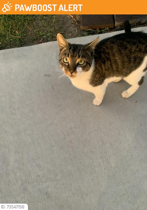 Found/Stray Unknown Cat last seen Widaustin Dr / Farmbrook off Hickory Tree, Davidson County, NC 27127