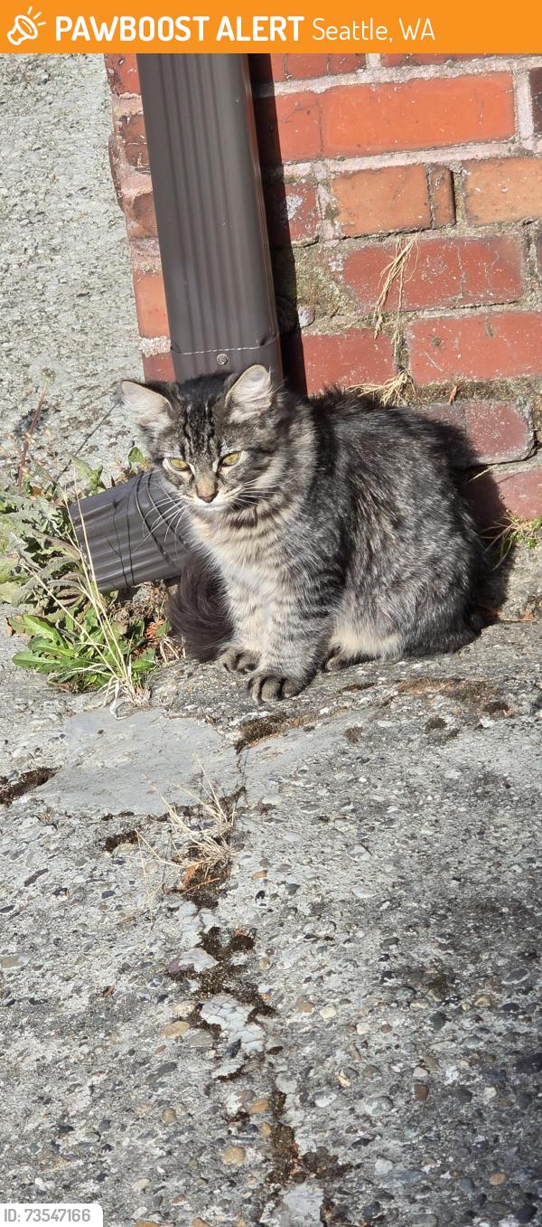 Found/Stray Unknown Cat last seen Alley behind hse., Seattle, WA 98108