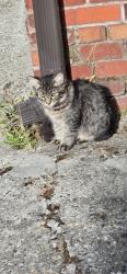 Found/Stray Unknown Cat last seen Alley behind hse., Seattle, WA 98108