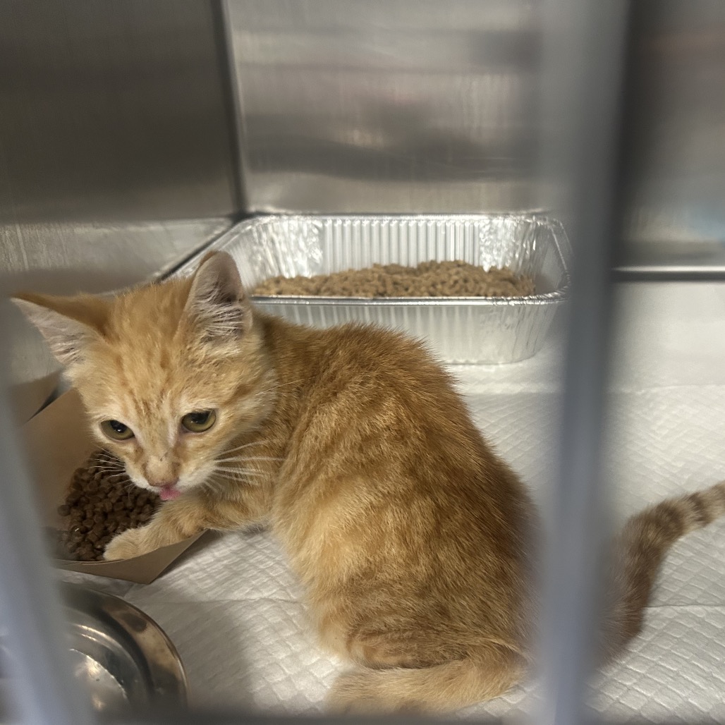 Shelter Stray Male Cat last seen , 980 Guilford College Rd, Greensboro, NC 27409, USA