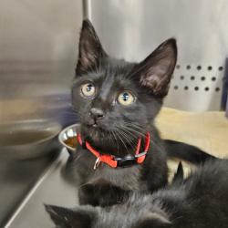 Shelter Stray Female Cat last seen , 244 Georgetown Rd, Jacksonville, NC 28540, USA