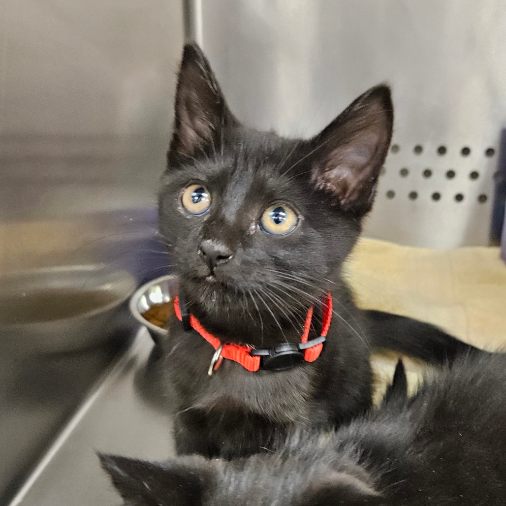 Shelter Stray Female Cat last seen , 244 Georgetown Rd, Jacksonville, NC 28540, USA