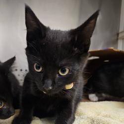 Shelter Stray Male Cat last seen , 244 Georgetown Rd, Jacksonville, NC 28540, USA