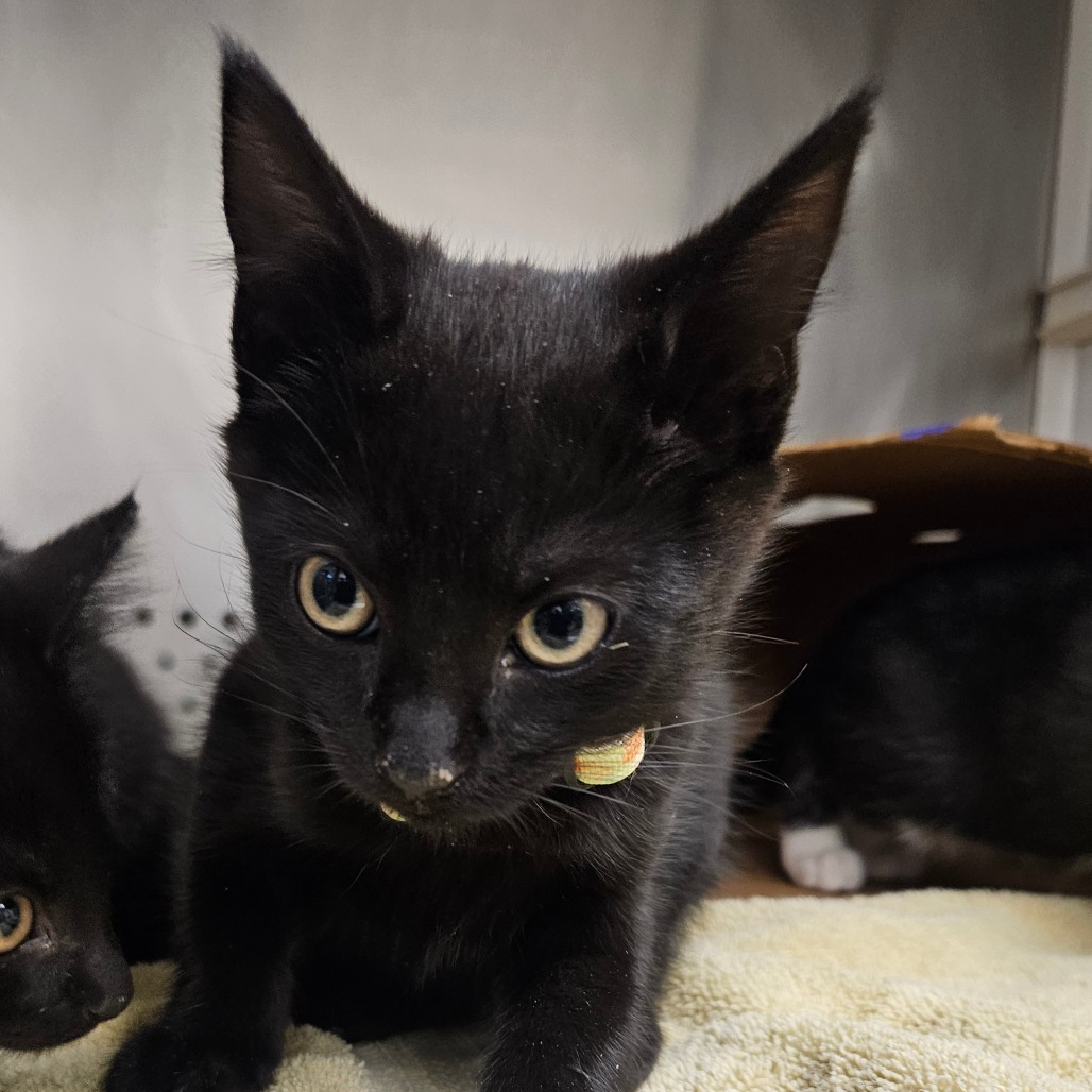 Shelter Stray Male Cat last seen , 244 Georgetown Rd, Jacksonville, NC 28540, USA