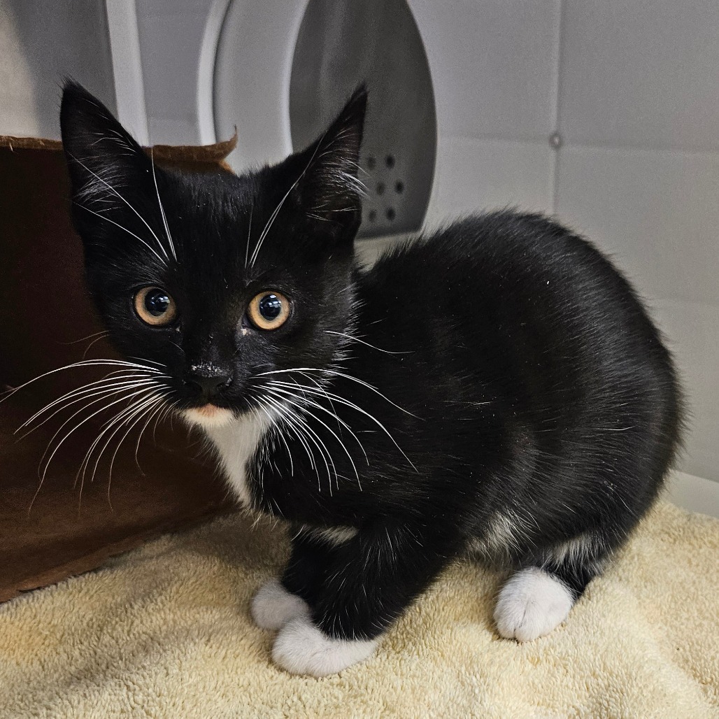 Shelter Stray Unknown Cat last seen , 244 Georgetown Rd, Jacksonville, NC 28540, USA