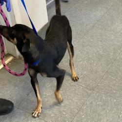 Shelter Stray Unknown Dog last seen , 12910 Yukon Ave, Hawthorne, CA 90250, USA
