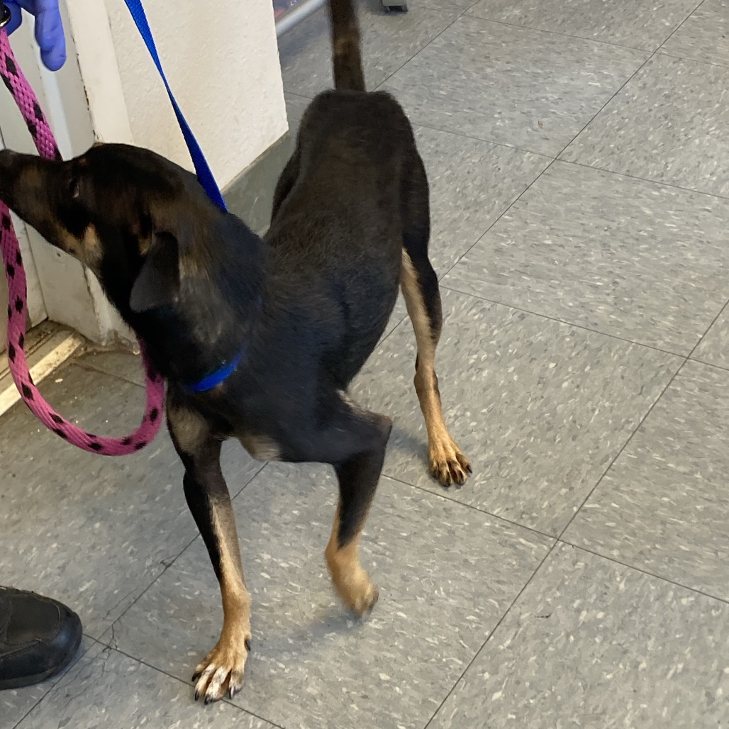Shelter Stray Unknown Dog last seen , 12910 Yukon Ave, Hawthorne, CA 90250, USA