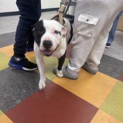 Shelter Stray Male Dog last seen , Animal Care & Control Team of Philly, 111 W Hunting Park Ave, Philadelphia, PA 19140, USA