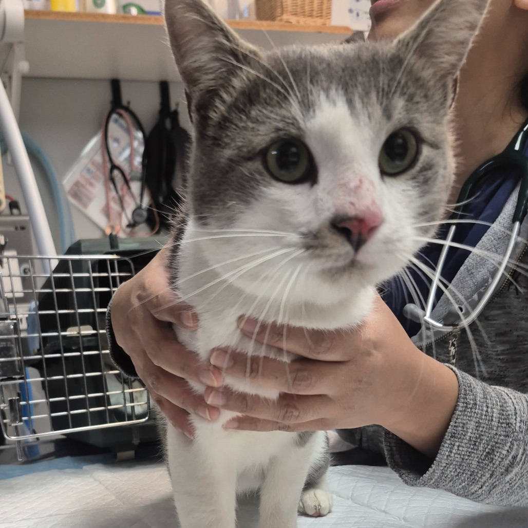 Shelter Stray Male Cat last seen , 2960 Shafto Rd, Tinton Falls, NJ 07753, USA
