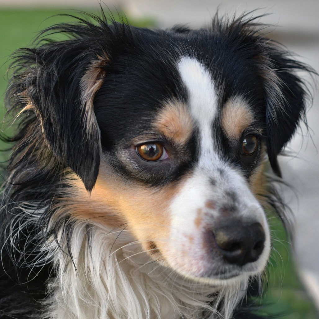 Shelter Stray Male Dog last seen , 3173 K-68 Hwy, Ottawa, KS 66067, USA