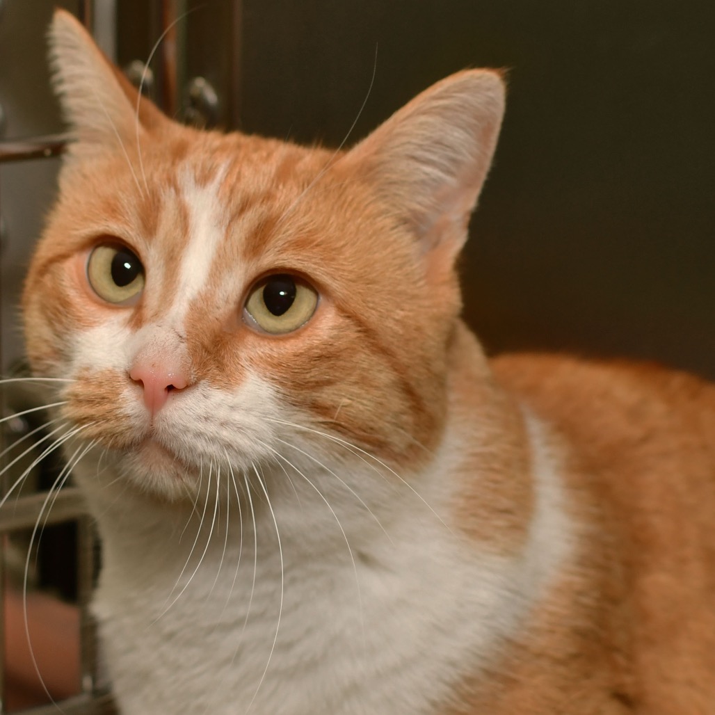 Shelter Stray Male Cat last seen , 3173 K-68 Hwy, Ottawa, KS 66067, USA