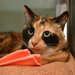 Shelter Stray Female Cat last seen , 3173 K-68 Hwy, Ottawa, KS 66067, USA