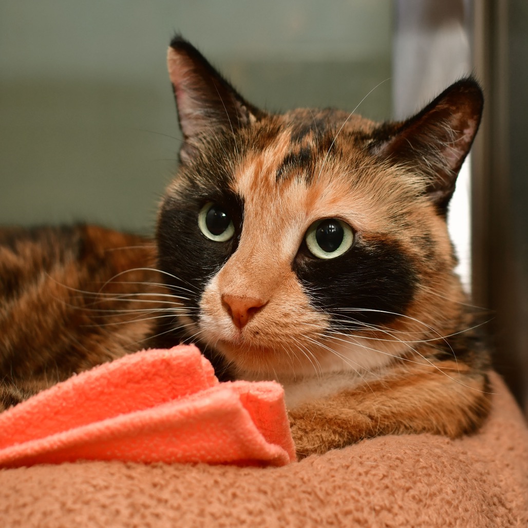 Shelter Stray Female Cat last seen , 3173 K-68 Hwy, Ottawa, KS 66067, USA