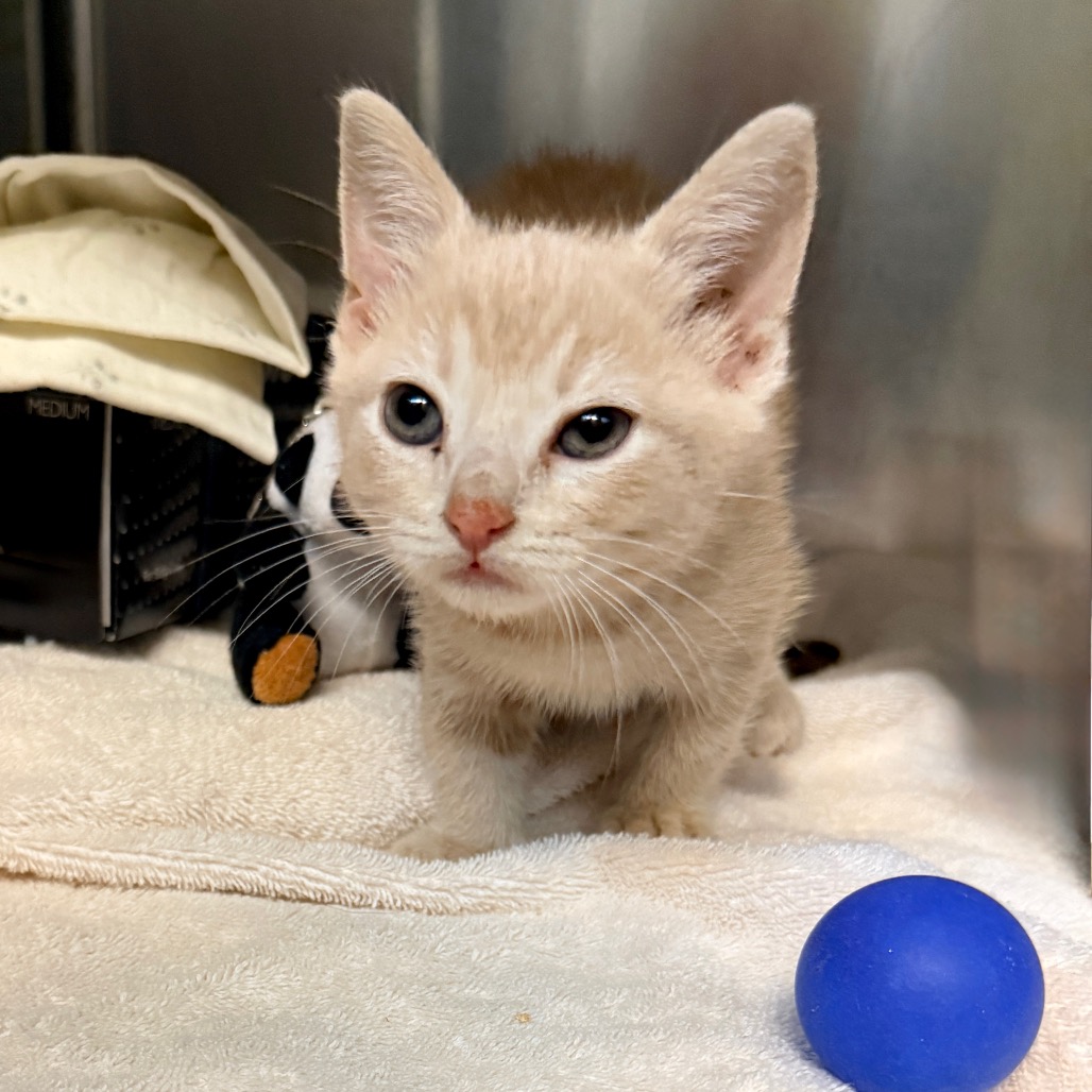 Shelter Stray Female Cat last seen , 4575 E Mesquite Ave, Palm Springs, CA 92264, USA