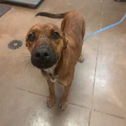 Shelter Stray Female Dog last seen , 11665 US-89, Flagstaff, AZ 86004, USA