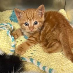 Shelter Stray Female Cat last seen , 1244 N Delsea Dr, Vineland, NJ 08360, USA