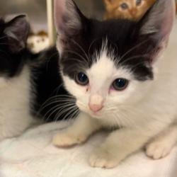 Shelter Stray Female Cat last seen , 1244 N Delsea Dr, Vineland, NJ 08360, USA