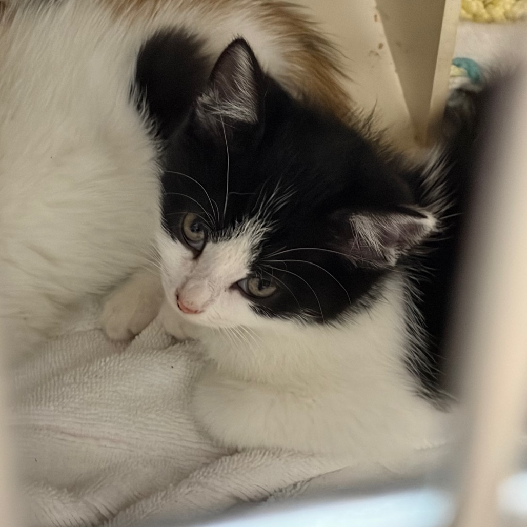 Shelter Stray Female Cat last seen , 1244 N Delsea Dr, Vineland, NJ 08360, USA