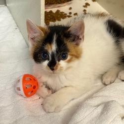 Shelter Stray Female Cat last seen , 1244 N Delsea Dr, Vineland, NJ 08360, USA