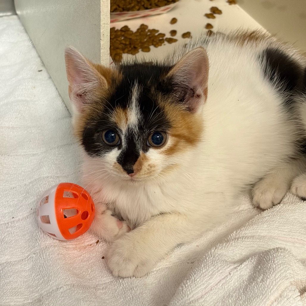 Shelter Stray Female Cat last seen , 1244 N Delsea Dr, Vineland, NJ 08360, USA