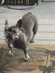 Found/Stray Female Dog last seen Market and Atlantic, Long Beach, CA 90805