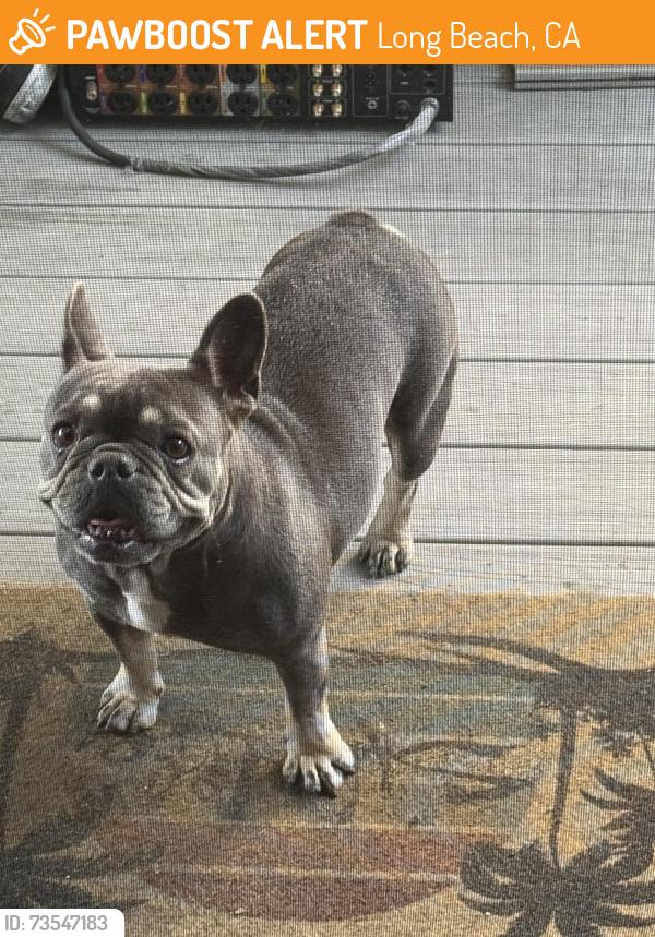 Found/Stray Female Dog last seen Market and Atlantic, Long Beach, CA 90805