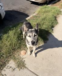Found/Stray Unknown Dog last seen near hses, Los Angeles, CA 90011