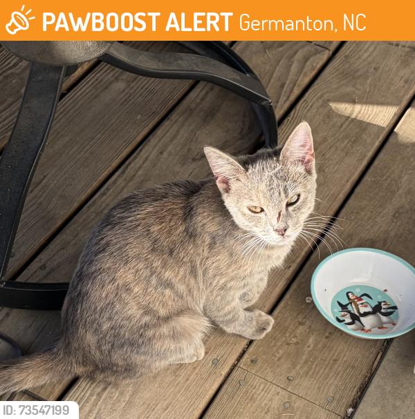 Found/Stray Unknown Cat last seen Baux Mountain Road, Germanton, NC 27019