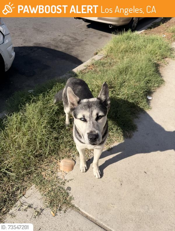 Found/Stray Unknown Dog last seen near hses, Los Angeles, CA 90011