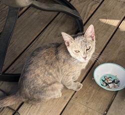 Found/Stray Unknown Cat last seen Baux Mountain Road, Germanton, NC 27019
