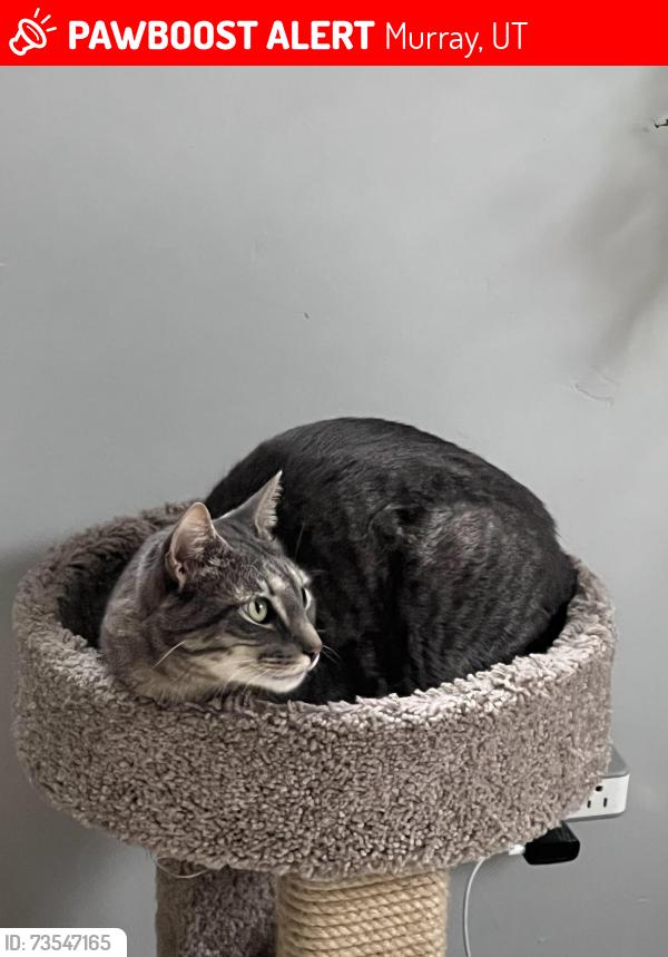 Lost Male Cat last seen Woodshire Avenue and glenoaks st., Murray, UT 84107