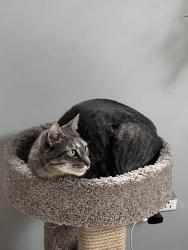 Lost Male Cat last seen Woodshire Avenue and glenoaks st., Murray, UT 84107