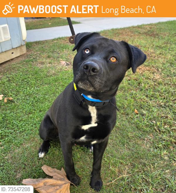 Found/Stray Male Dog last seen Near N Studebaker Rd, Long Beach, CA 90815, Long Beach, CA 90815