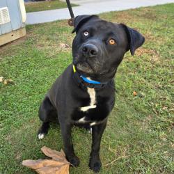 Found/Stray Male Dog last seen Near N Studebaker Rd, Long Beach, CA 90815, Long Beach, CA 90815