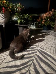 Found/Stray Male Cat last seen Highway 21, Essa, ON L0L 1N0