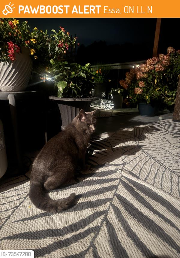 Found/Stray Male Cat last seen Highway 21, Essa, ON L0L 1N0
