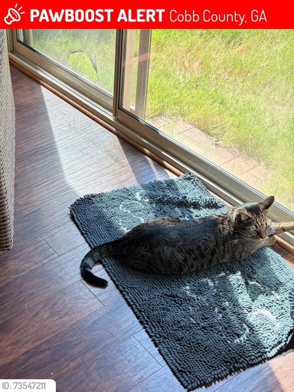 Lost Male Cat last seen He got out into the woods behind our hse, Cobb County, GA 30157