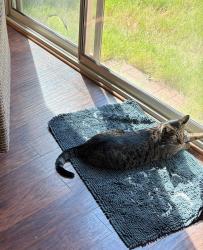 Lost Male Cat last seen He got out into the woods behind our hse, Cobb County, GA 30157
