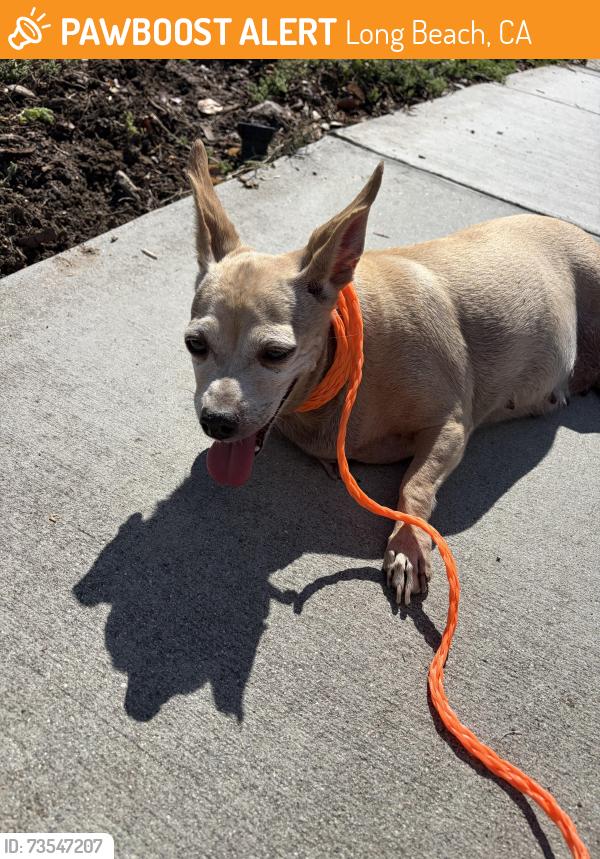 Found/Stray Female Dog last seen 56th St and Jaymills Ave, Long Beach, CA 90805