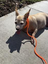 Found/Stray Female Dog last seen 56th St and Jaymills Ave, Long Beach, CA 90805