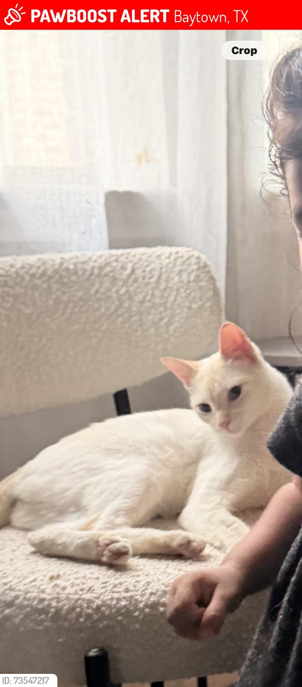 Lost Female Cat last seen Legends bay neighborhood, Baytown, TX 77523