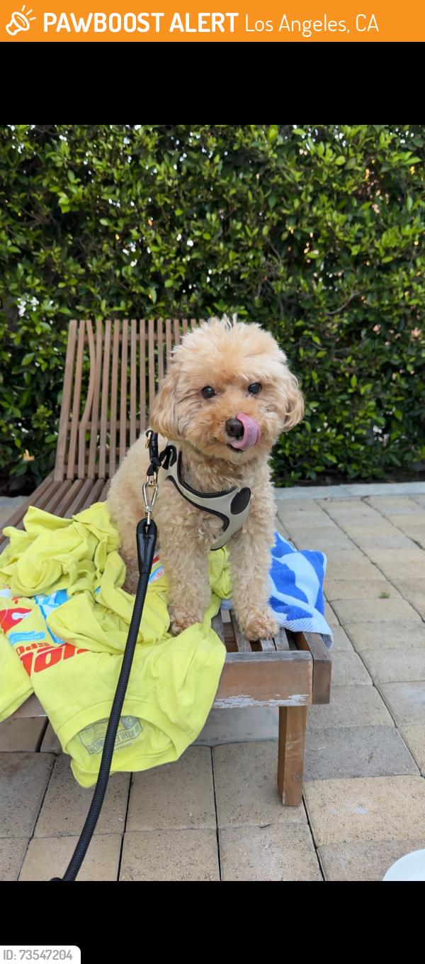 Found/Stray Female Dog last seen S Stanley & Picfair Ave, Los Angeles, CA 90019
