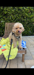 Found/Stray Female Dog last seen S Stanley & Picfair Ave, Los Angeles, CA 90019