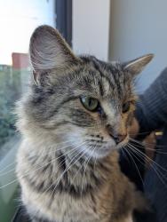 Found/Stray Female Cat last seen St Andrew's Church outside the office, Romeoville, Romeoville, IL 60446
